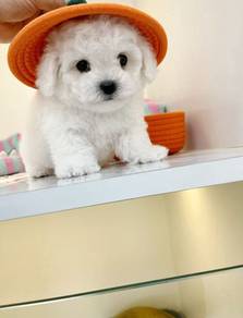 J5593 Borky Bichon friendly playful adorable littl