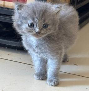 scottish straight female kitten