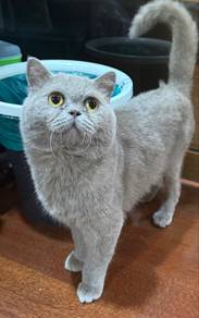 bsh