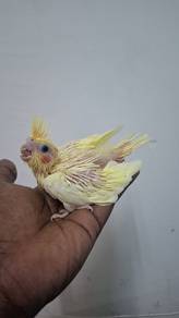 Burung cockateil