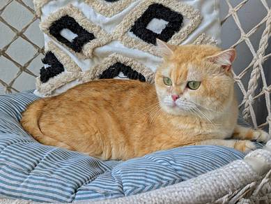 bsh golden male 