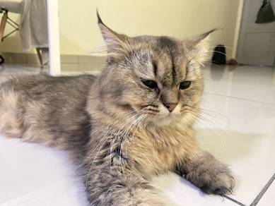 Persian Male Cat