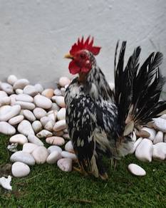 Ayam serama rinting