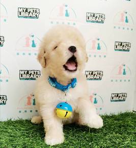 Poodle
