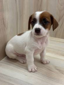 Jack Russell
