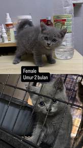 pure bsh female