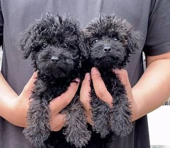 poodle 4