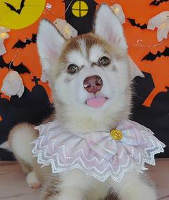 Husky