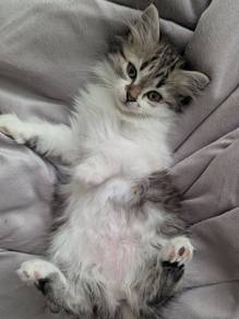 Tabby Mix Mainecoon Persian Kitten