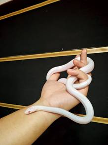 Blizzard Corn Snake 