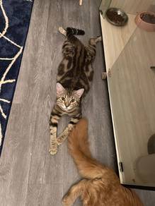 Bengal 