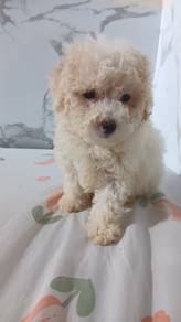 Toy Poodle Puppy