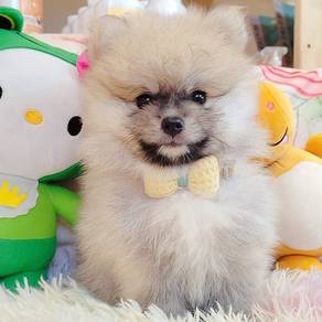 Pomeranian