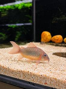 Green Cory / Green HF