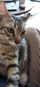 4 months old male kitten needs lovely forever home