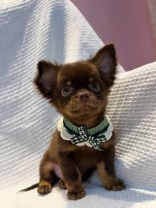 Choco Tan Long Coat Chihuahua male 🍫🐾