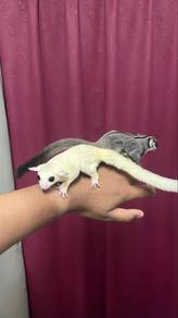 Sugar Gliders 1 pair