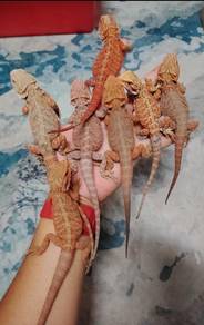 Bearded Dragon 
