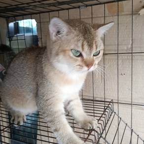 Bsh gold
