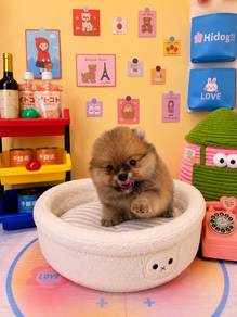 Teddy baby boy Pomeranian