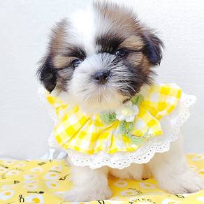 Shih Tzu
