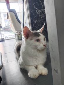 Mainecoone cat