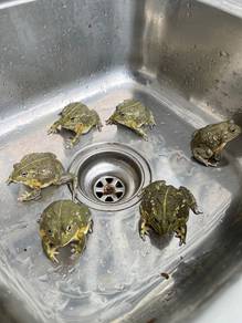 pacman pixie frog african bull katak