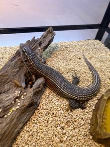 sudan plated lizard