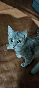 Bsh Blue tabby