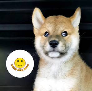 Mm6000 Shiba Inu cute cute puppy