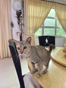 Female cat