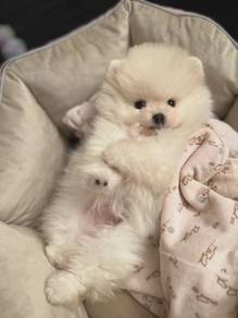 Endearing Pomeranian Cute Teddy Face Puppy Puppy D