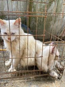 KUCING COMELl