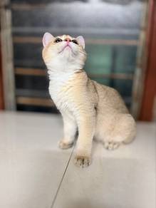 BSH Golden Shaded for Sale