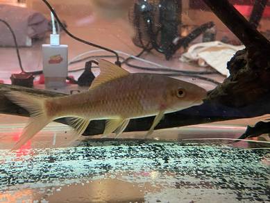 Ikan aquarium clearance tank