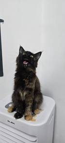 Pure breed maincoon CFA cert (female)