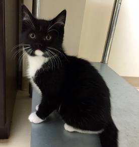 Tuxedo Kitten