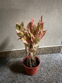 Plants for Sale