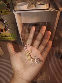 leopard gecko 