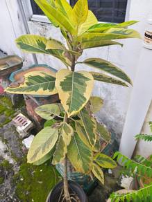 Ficus Altissima (Rubber plant)