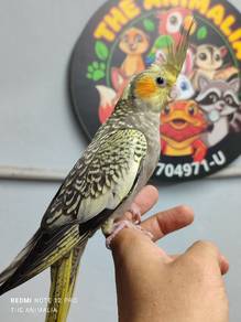 cockatiel