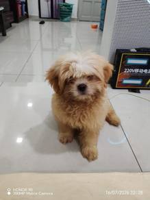 shitzhu