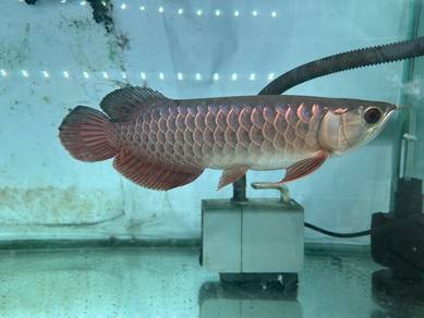 Arowana MGBB