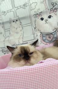 Seal Point Ragdoll