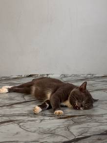 BSH MALE