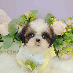 Shih Tzu
