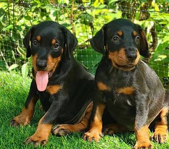 H91 DOBERMAN PUPPIES 🐻 杜賓犬 Male Female