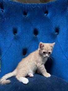 Anak Kucing Comel utk Dijual (Umur 3 Bulan)