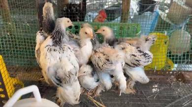 Columbian brahma chicken ayam brahma