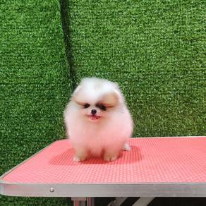 tiny pomeranian bear 1